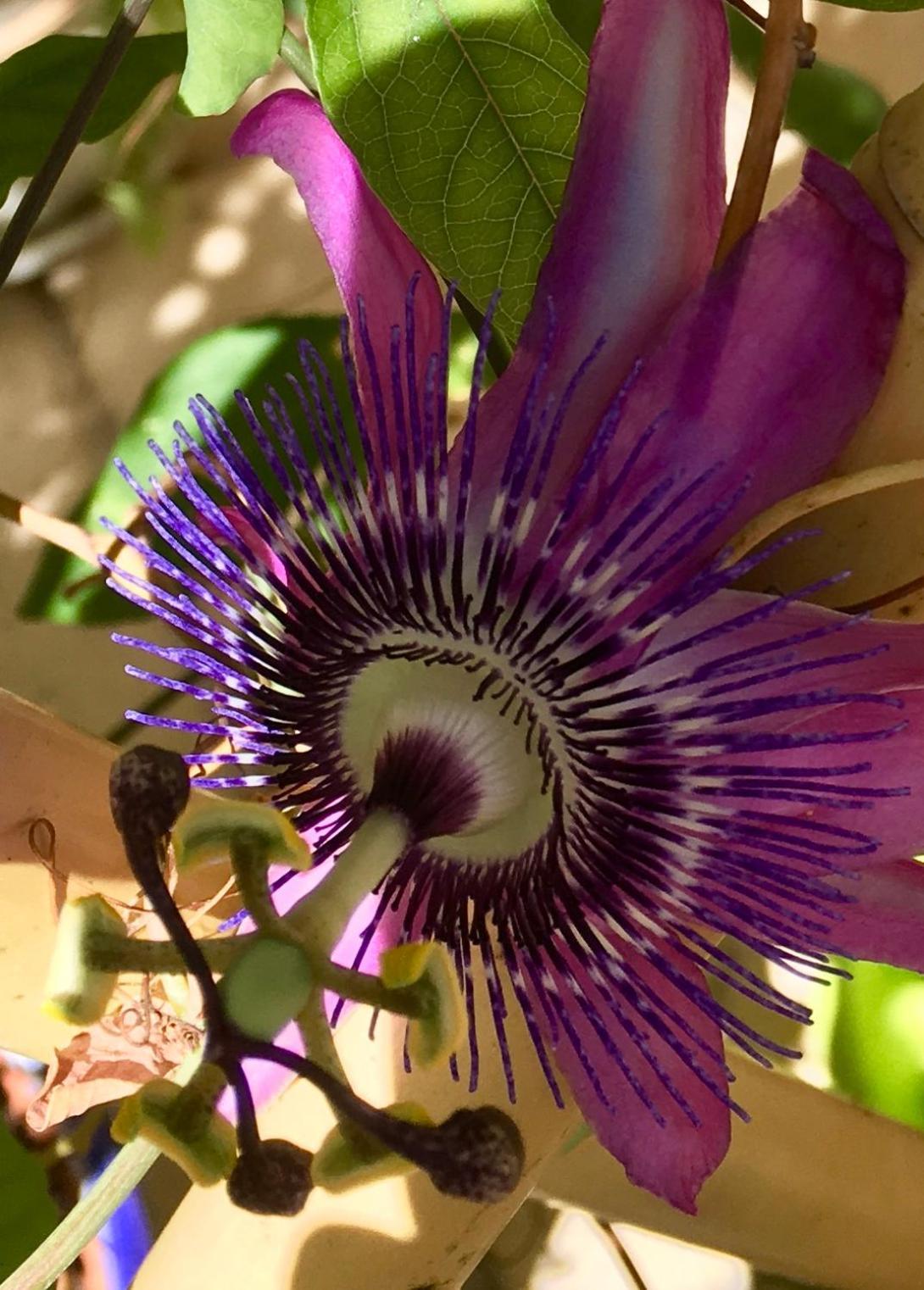 Botanica B&B Xagħra Kültér fotó