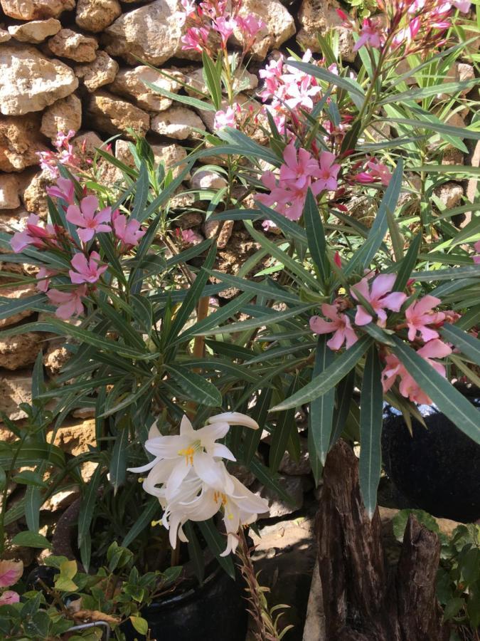 Botanica B&B Xagħra Kültér fotó