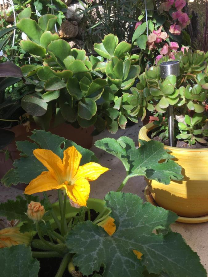 Botanica B&B Xagħra Kültér fotó